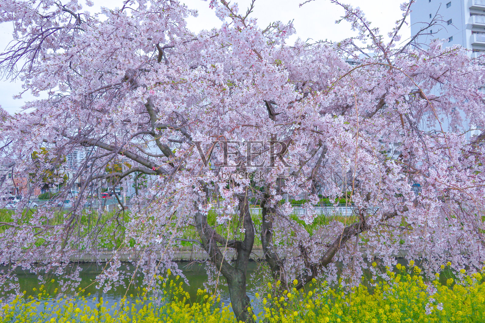 横拍白色樱花。照片摄影图片