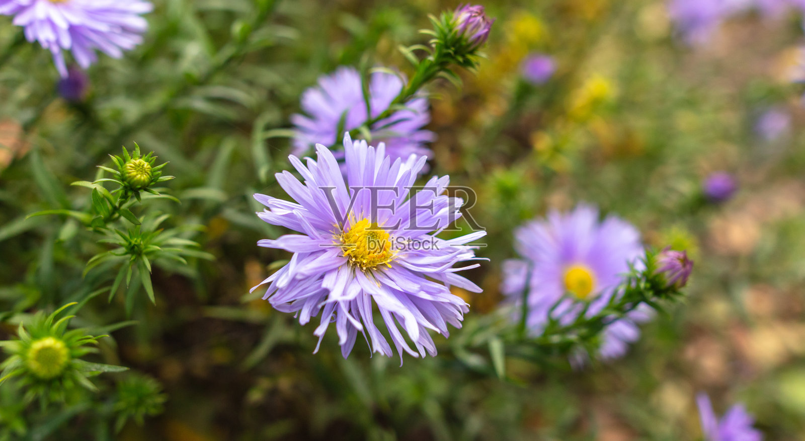 紫色高山紫菀照片摄影图片