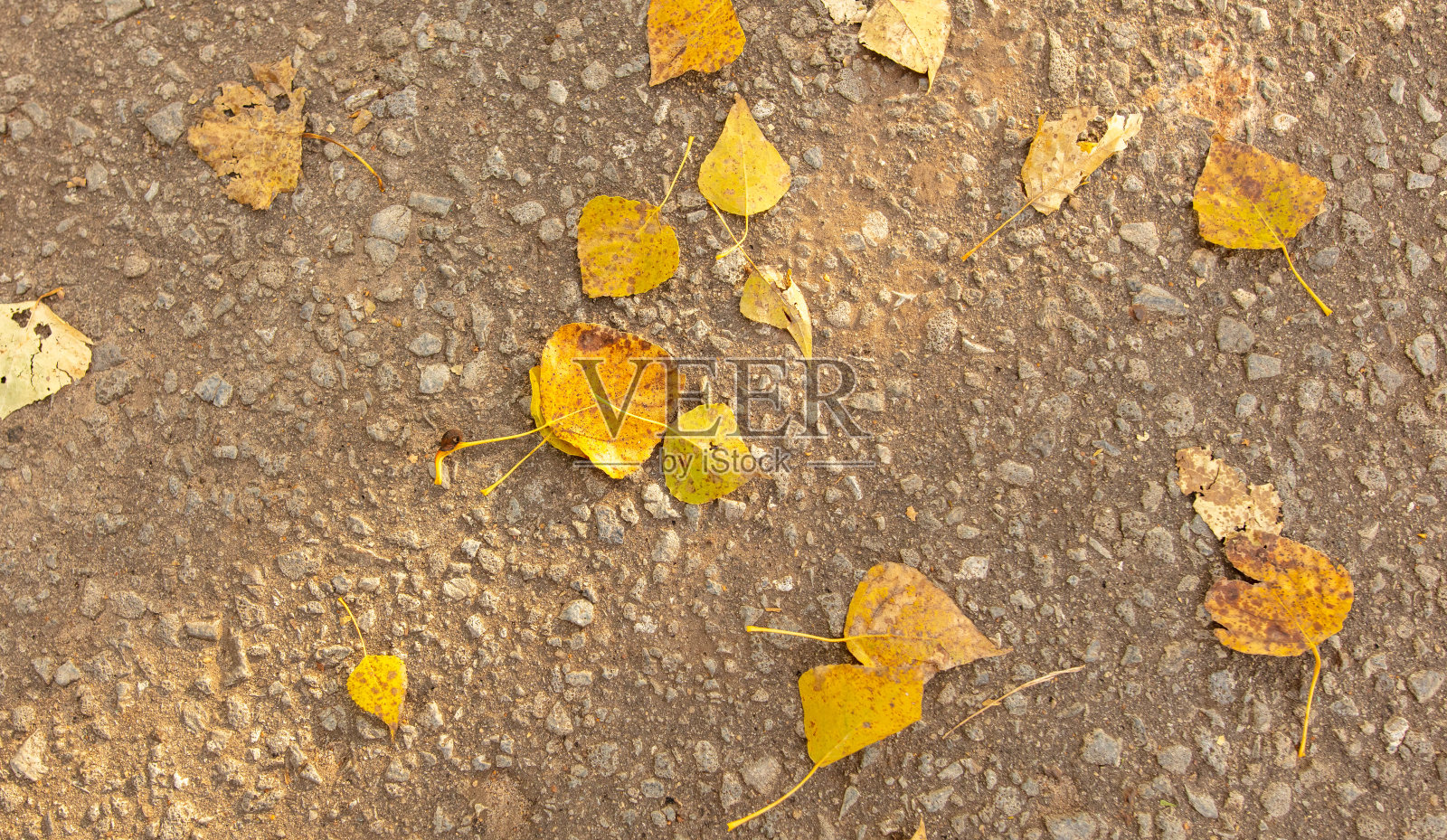 落在柏油路上的桦树叶子作为背景。秋天照片摄影图片