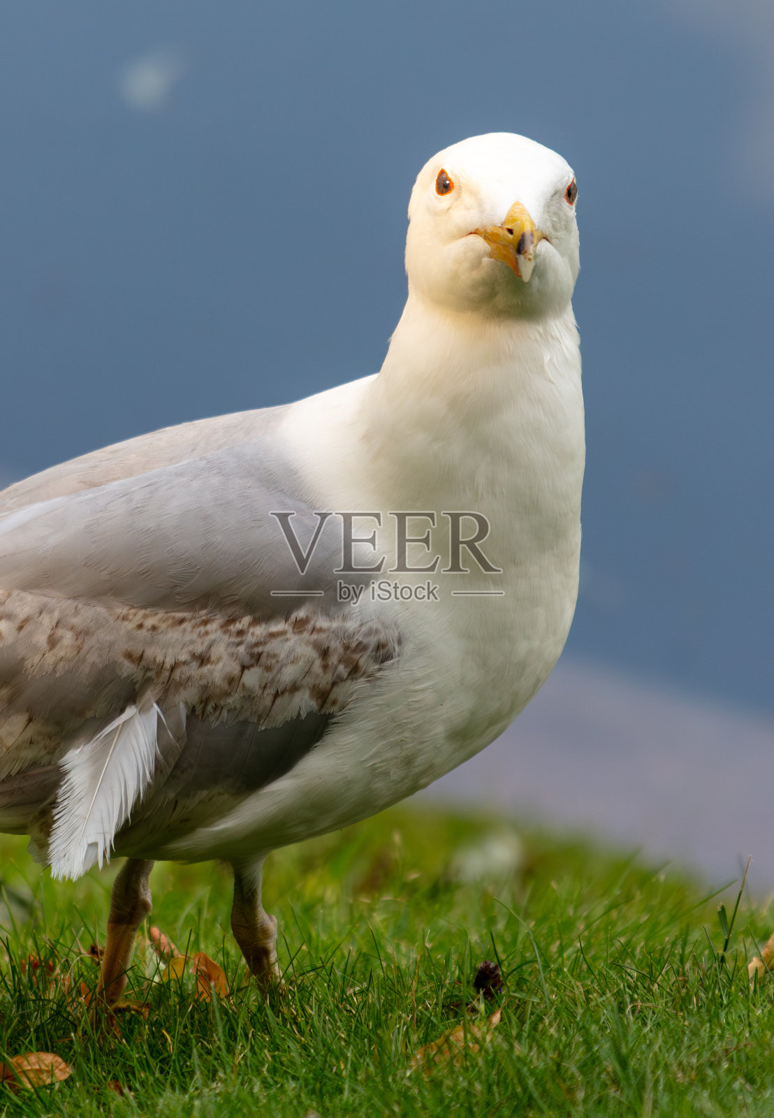 夏天户外海鸥的肖像照片摄影图片