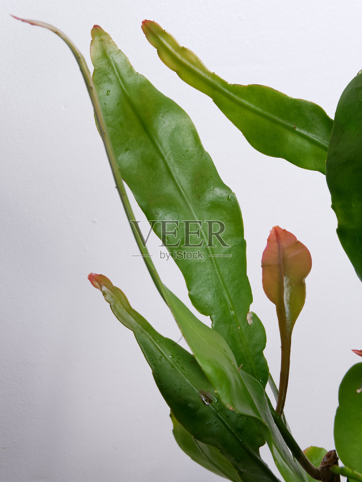 夜之女王(夜花蜡神)照片摄影图片