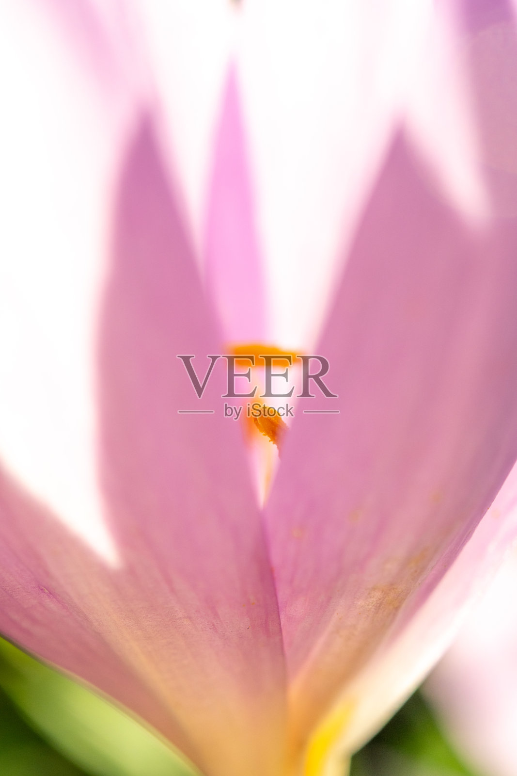 秋季秋水仙(colchicum autumn)花蕊的细节。照片摄影图片