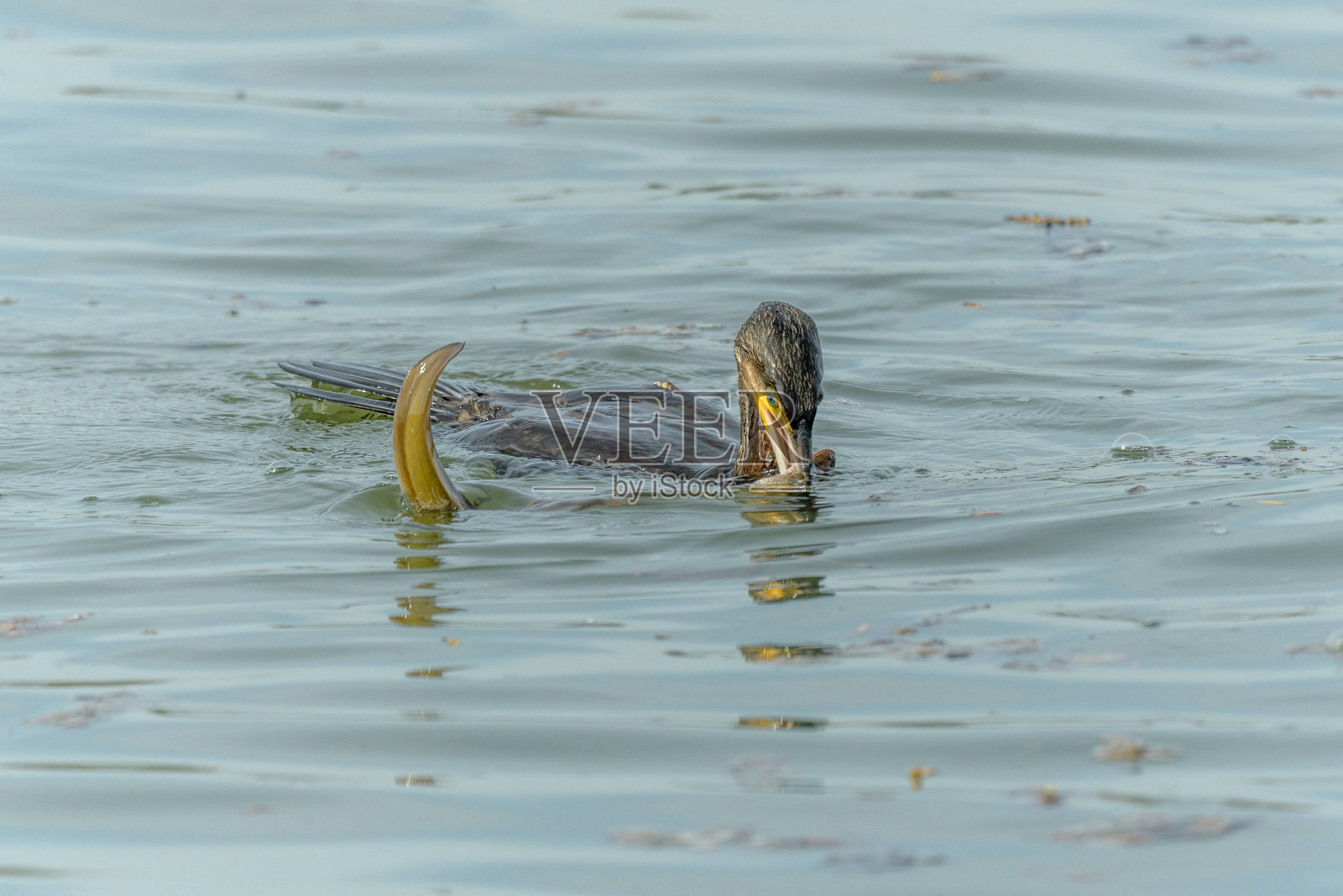 一只大鳗鱼挣扎着逃离一只大鸬鹚(Phalacrocorax carbo)。照片摄影图片