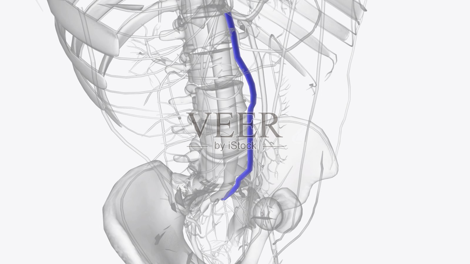 肠系膜上静脉(SMV)发源于右侧髂窝，接收来自回肠末端盲肠的静脉血照片摄影图片