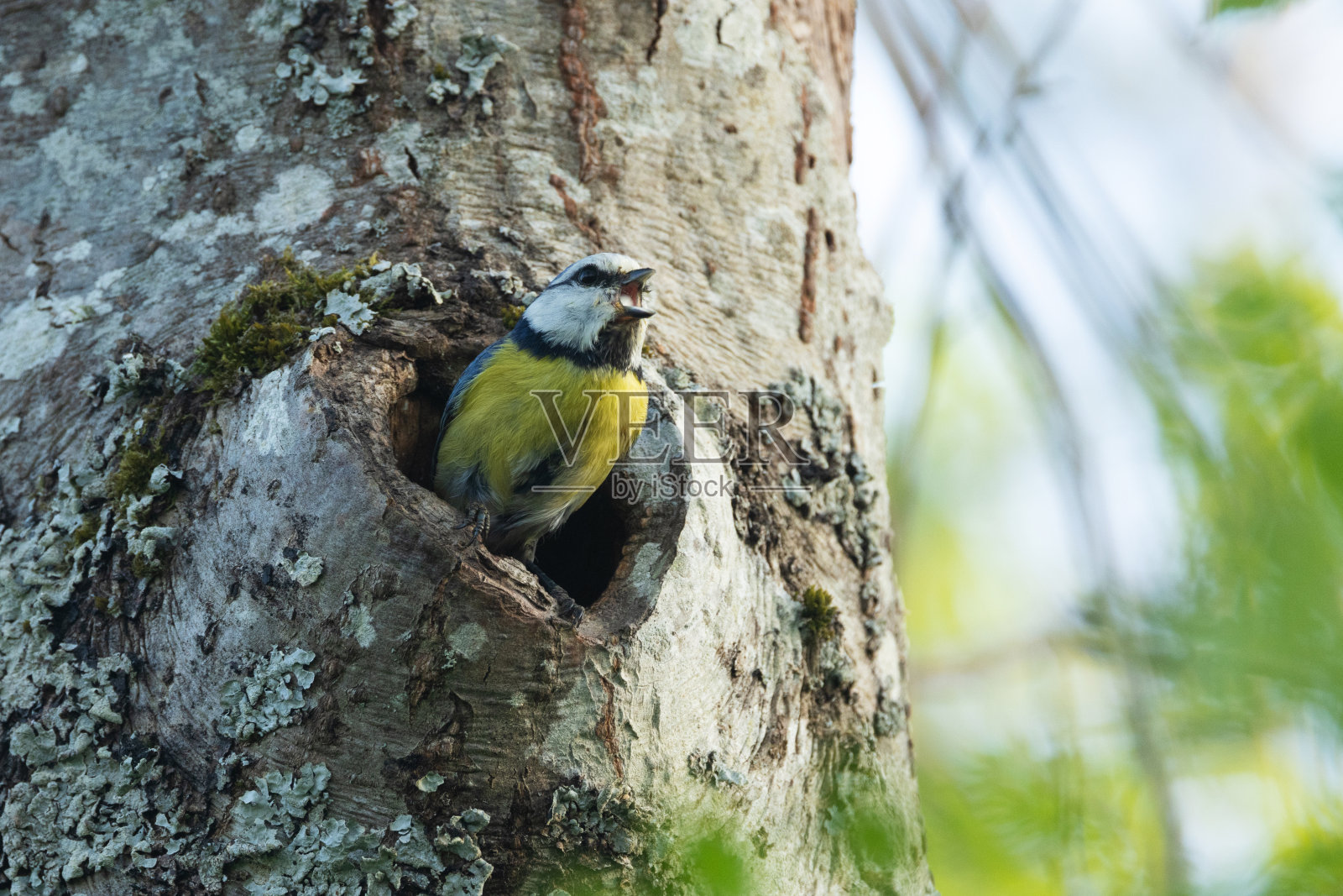 一只小蓝山雀站在爱沙尼亚一棵树的巢洞入口处照片摄影图片