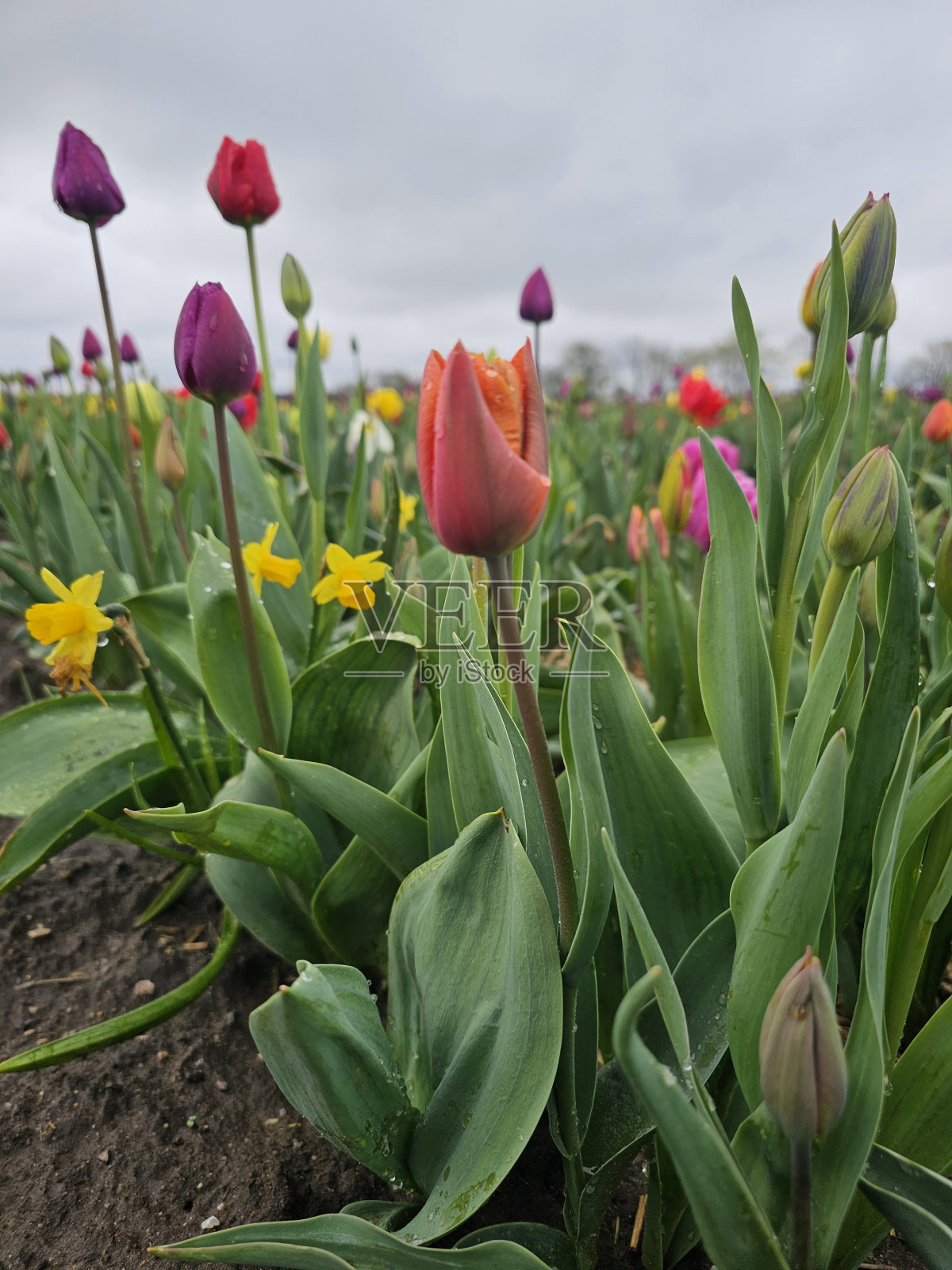 美丽多彩的郁金香田照片摄影图片