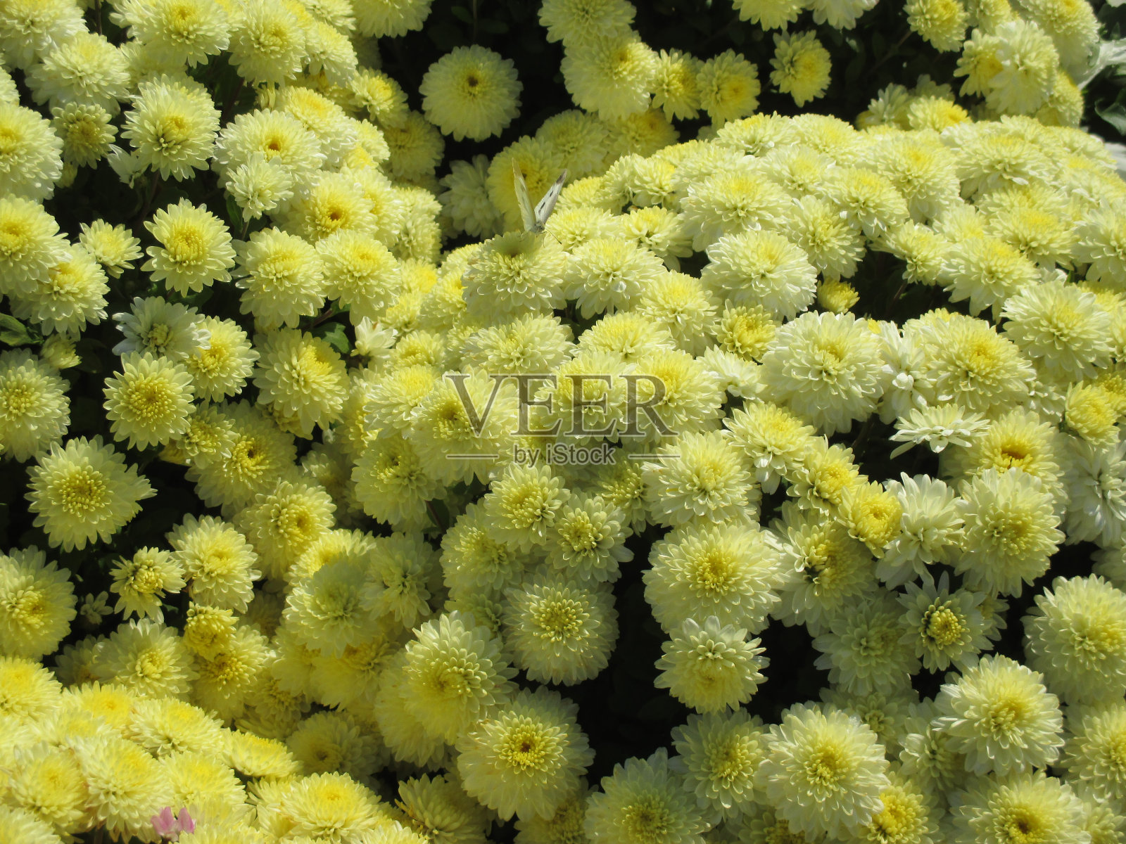 鲜艳的黄色乒乓花在秋天的花坛里美丽地绽放。照片摄影图片