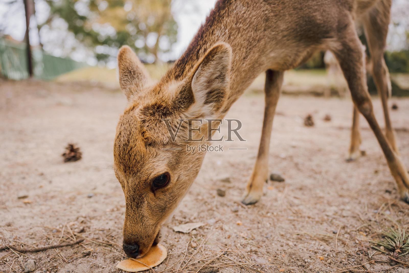 日本奈良，一只鹿在吃饼干。照片摄影图片