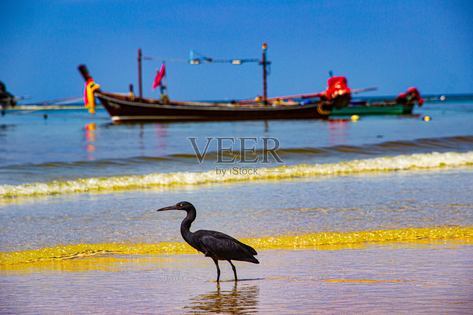 沙滩上的传统泰国渔船背景上的黑色苍鹭照片摄影图片