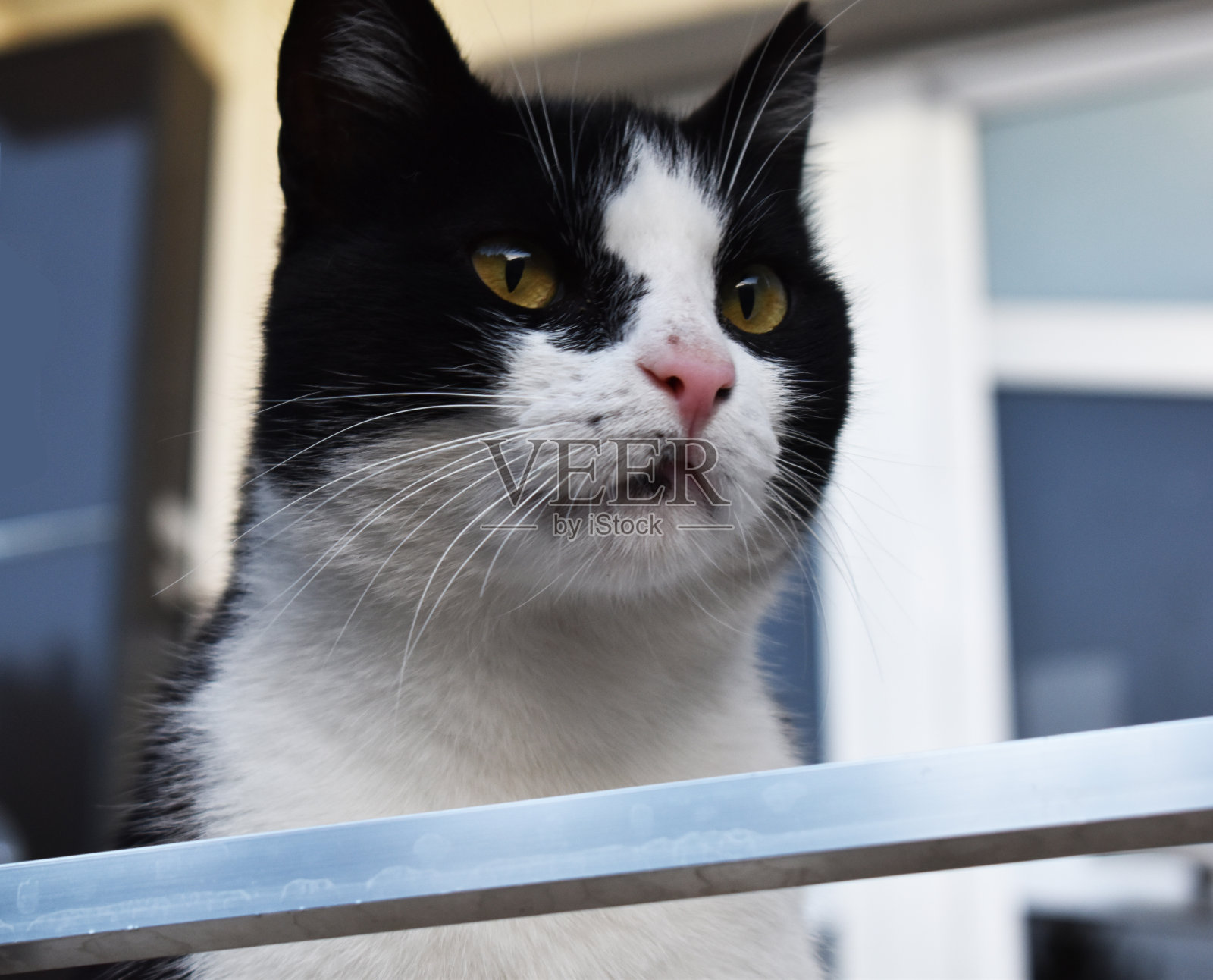 黑白猫的肖像照片摄影图片