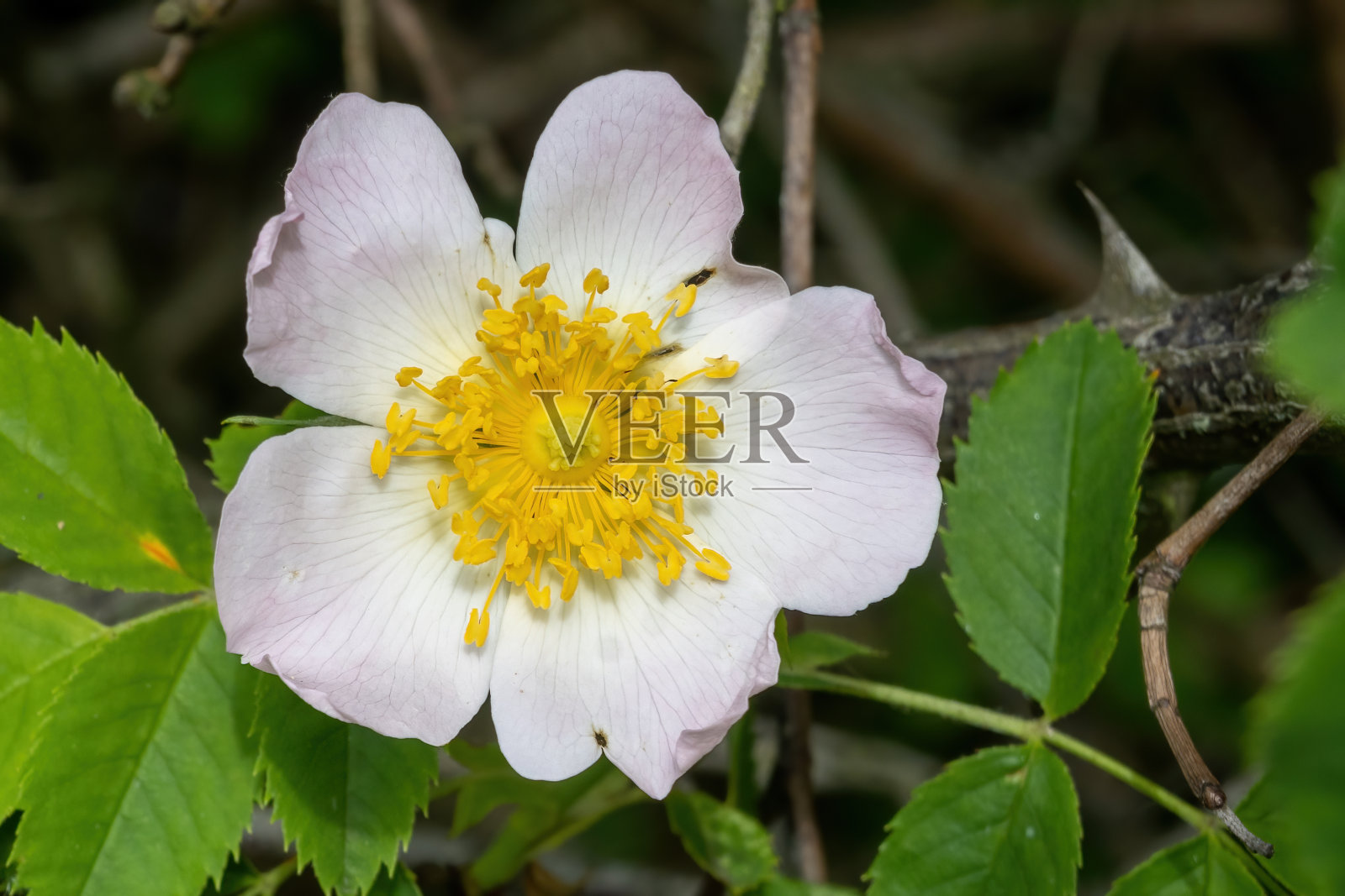 阳光下的玫瑰花照片摄影图片