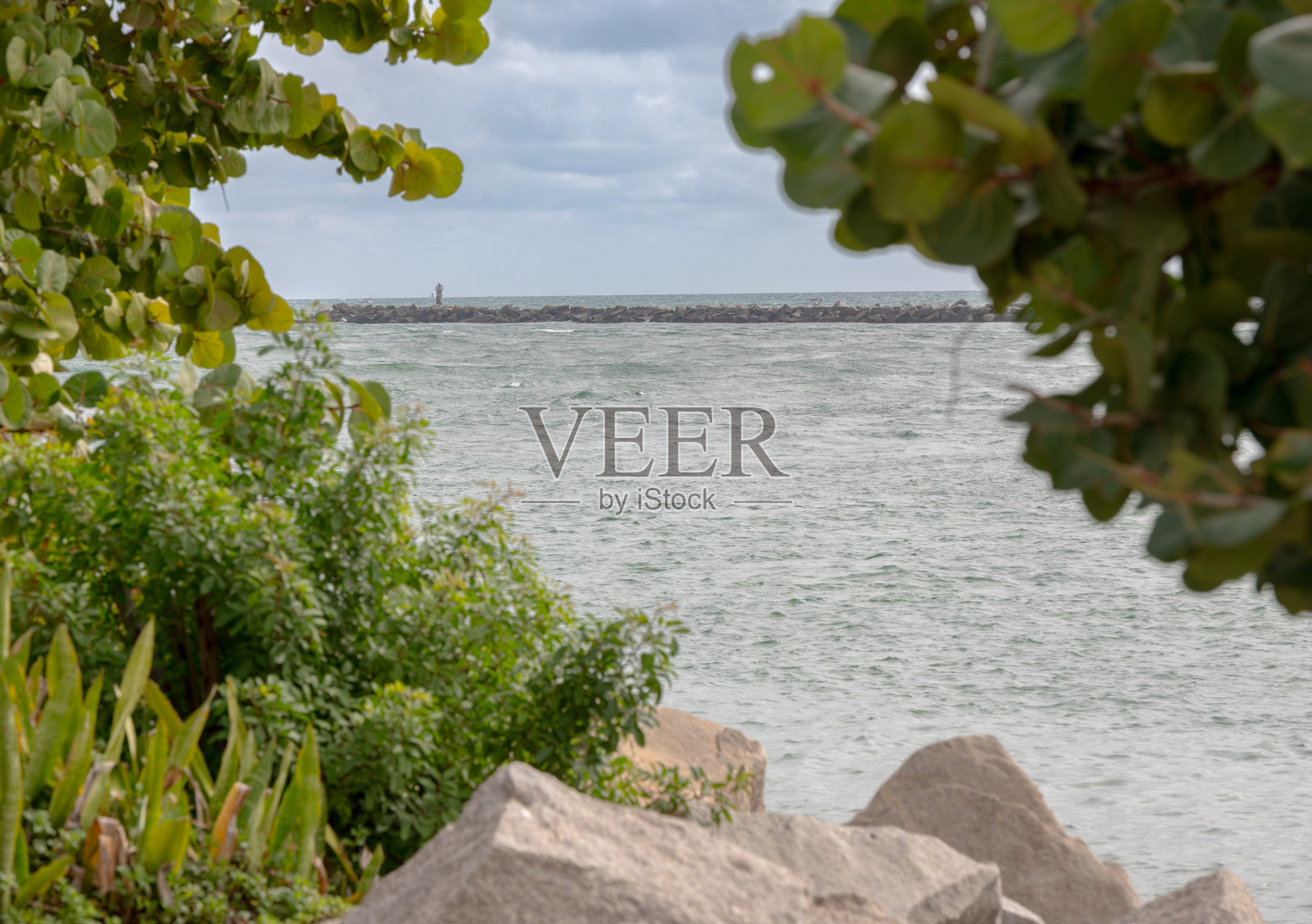 大西洋沿岸的树木照片摄影图片