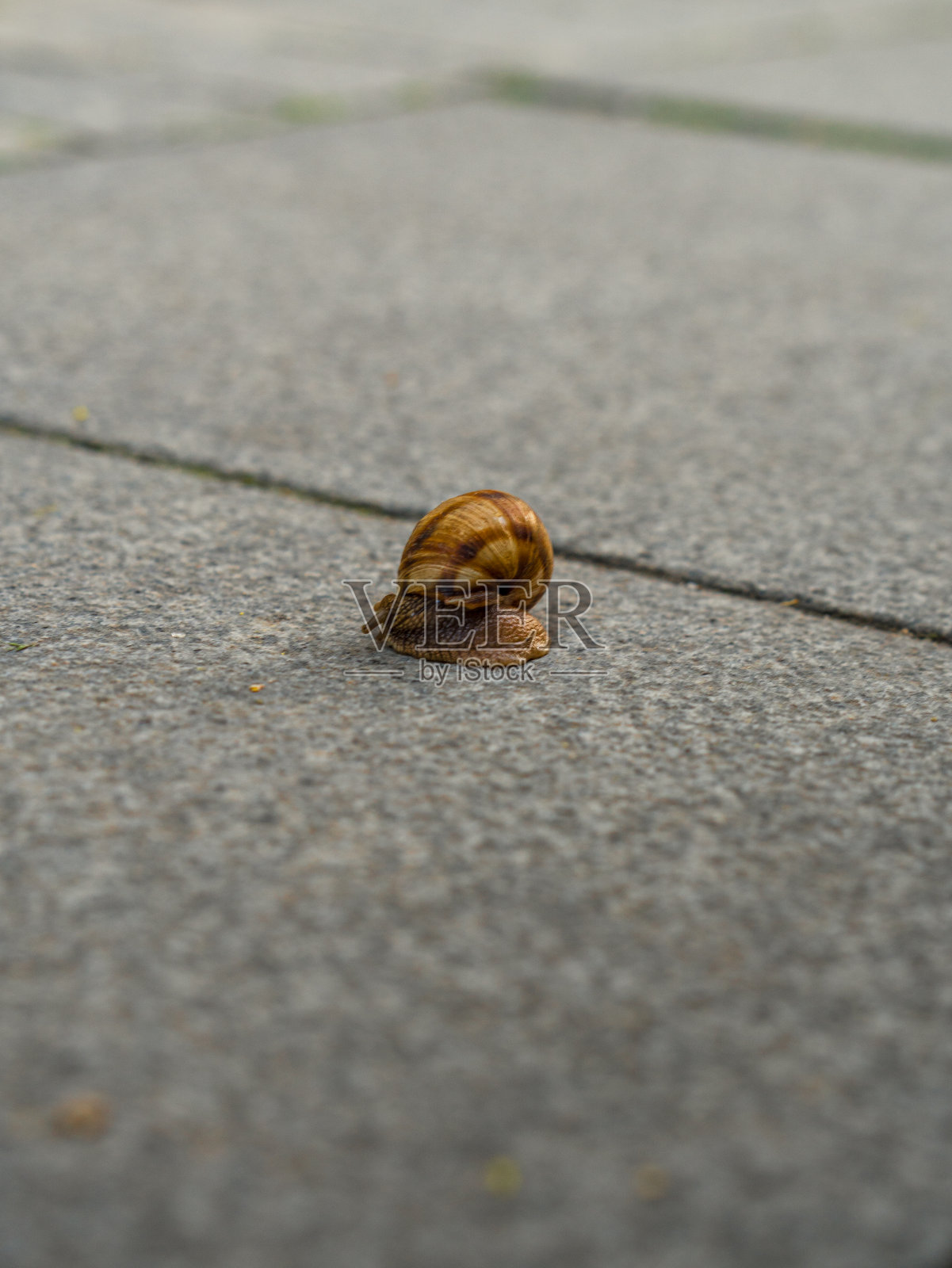 水泥地上的小蜗牛照片摄影图片
