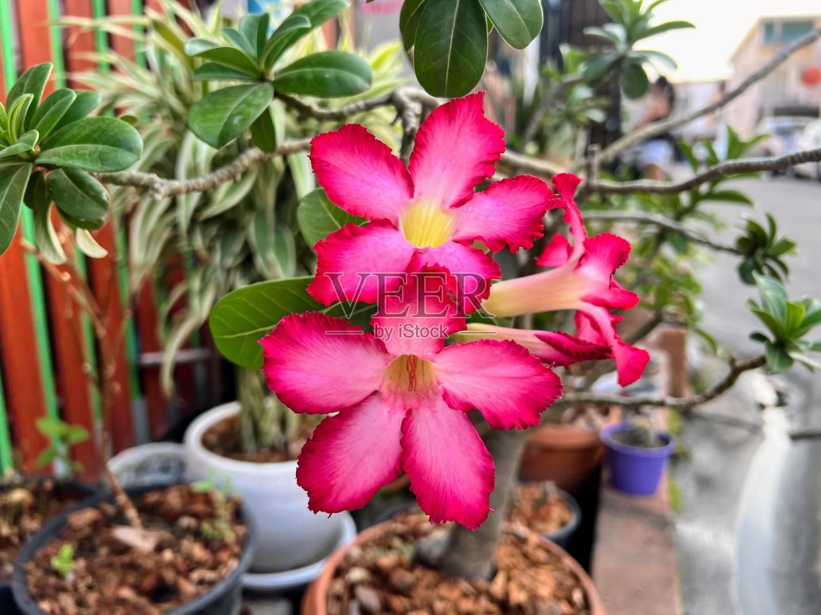 一张桌子上花盆里一朵粉红色花的照片。照片摄影图片