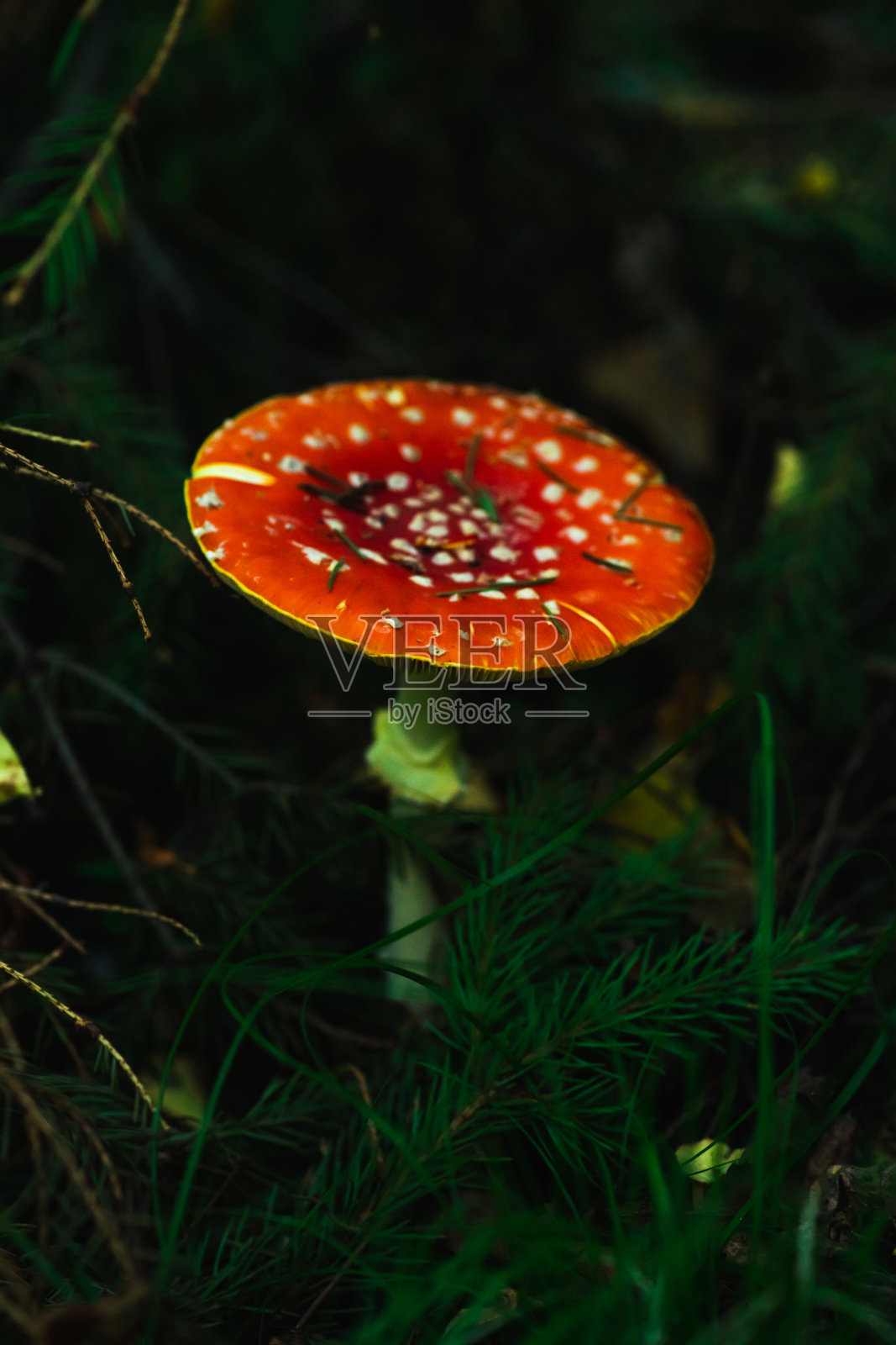 森林里飞木耳菇照片摄影图片