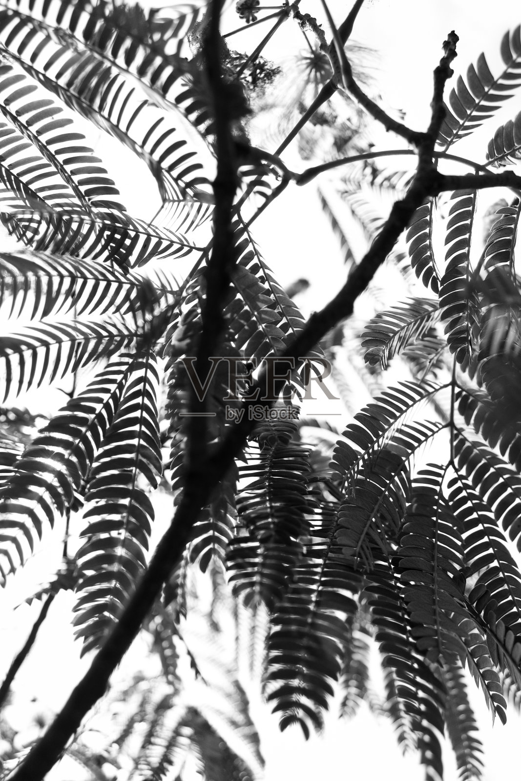 树叶做皮影照片摄影图片