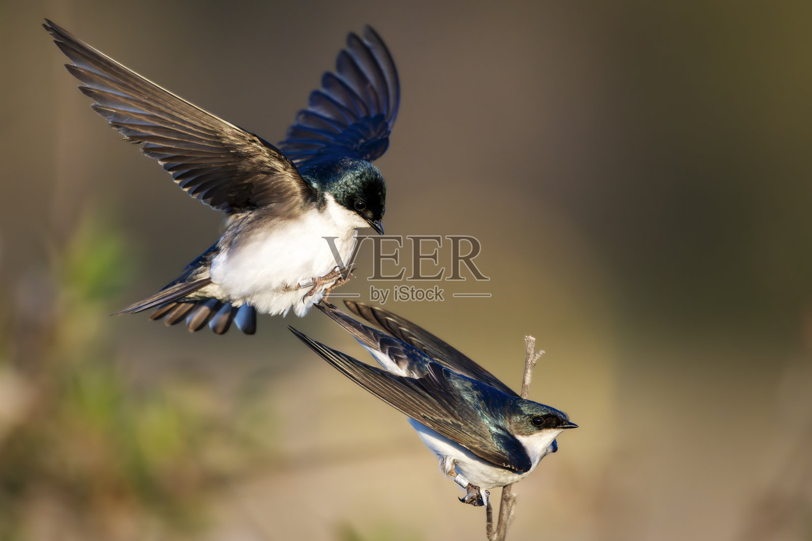 树燕对照片摄影图片