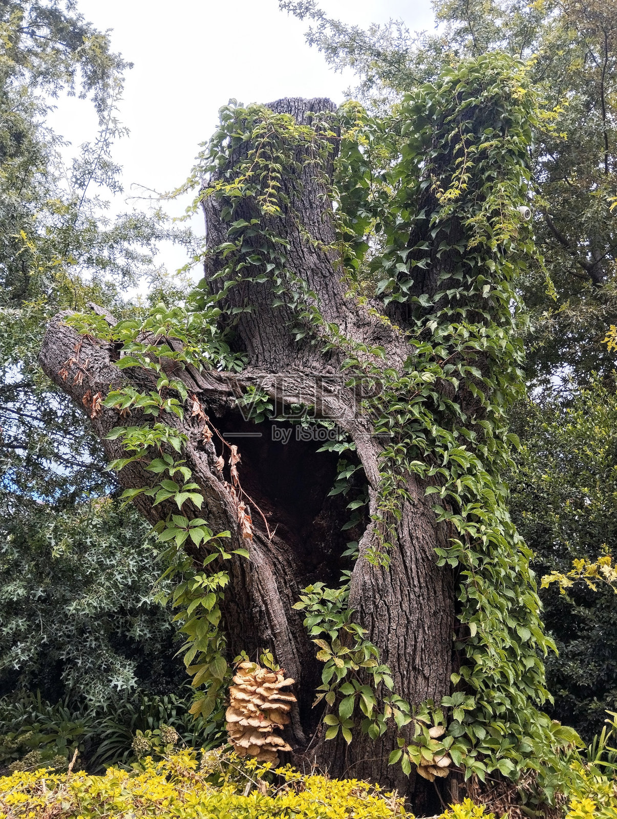 被大自然“装饰”的部分镂空的树桩照片摄影图片
