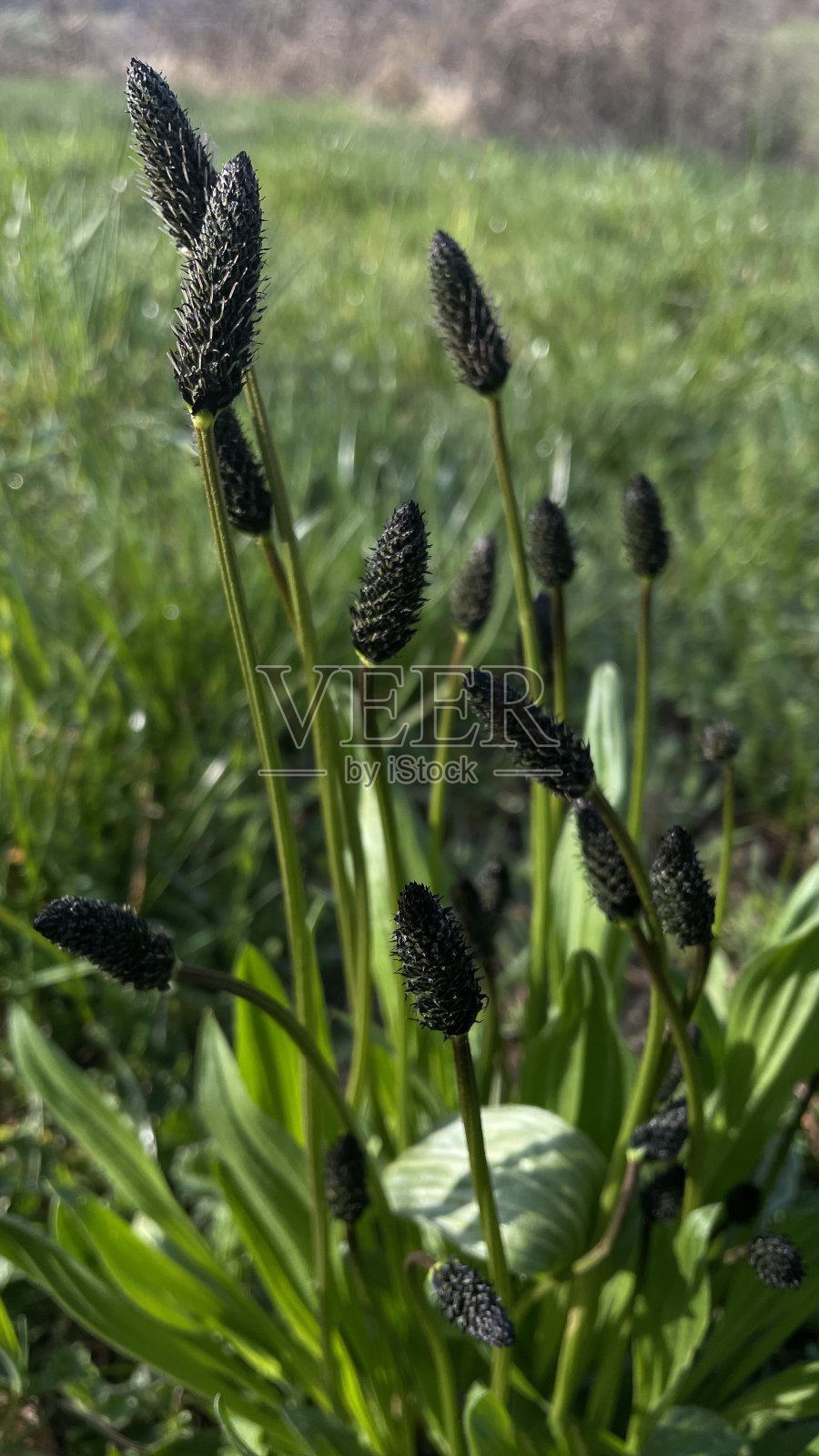 特写，草甸草，车前草，驴耳朵照片摄影图片