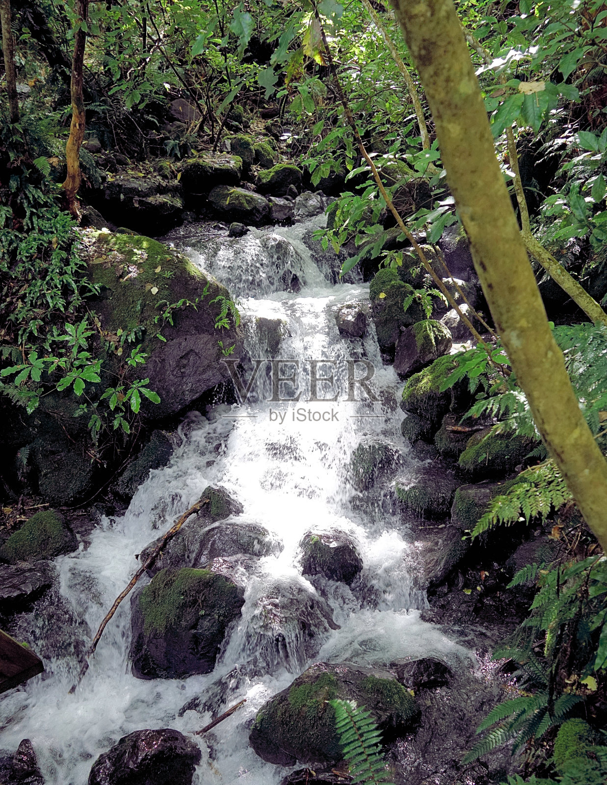 新西兰南岛照片摄影图片