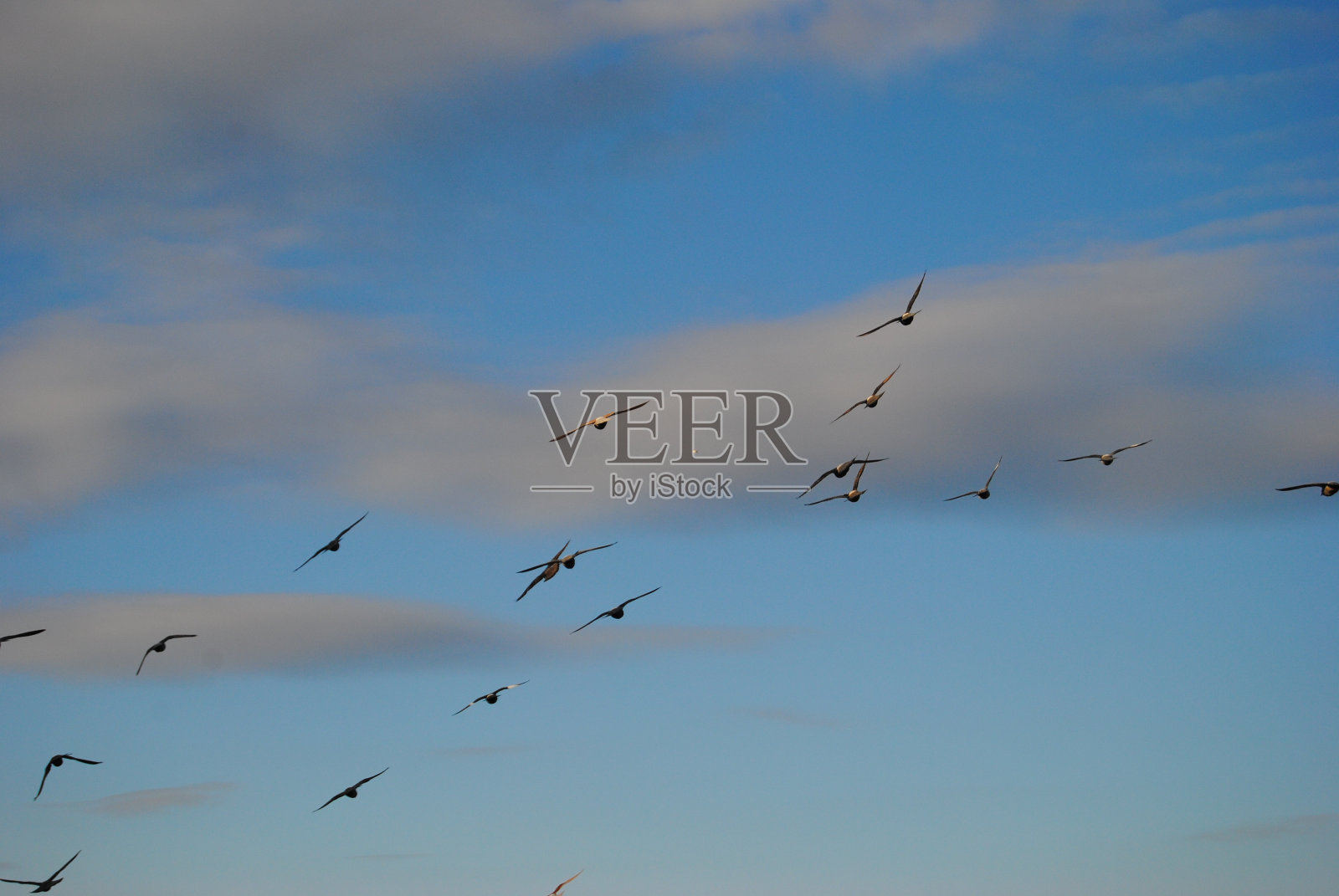 鸟照片摄影图片