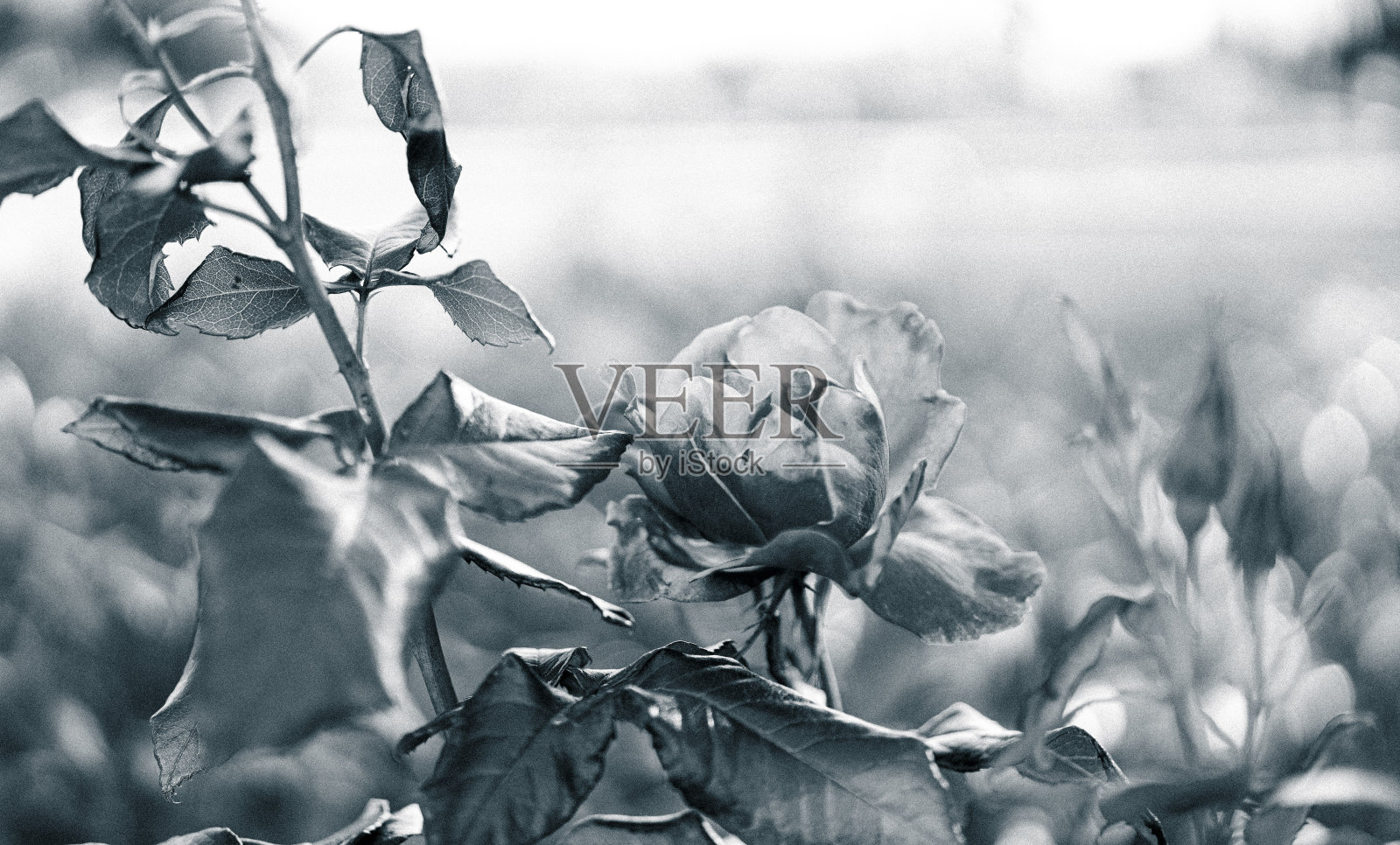 玫瑰照片摄影图片