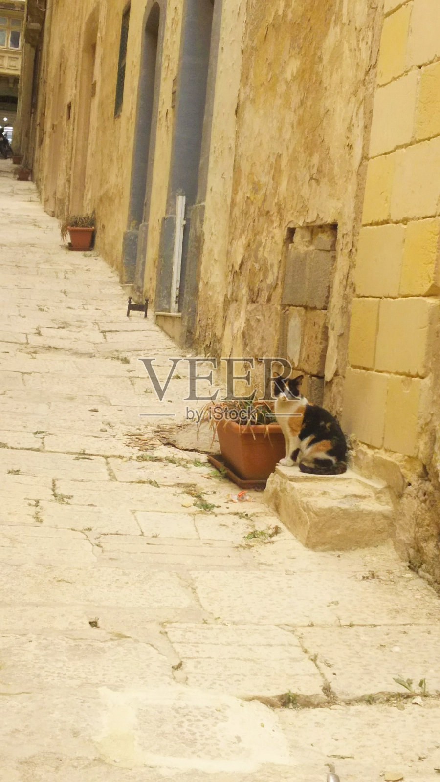 石头上的猫照片摄影图片