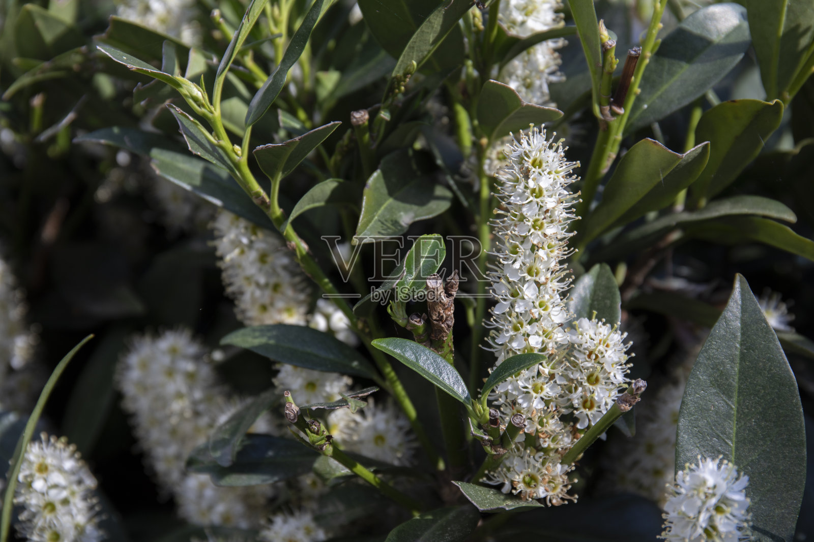 月桂花照片摄影图片