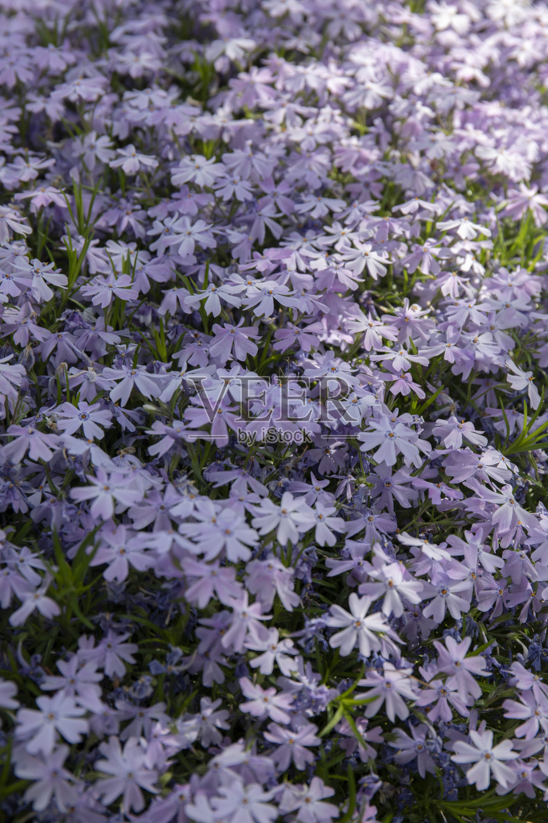 匍匐百里香照片摄影图片