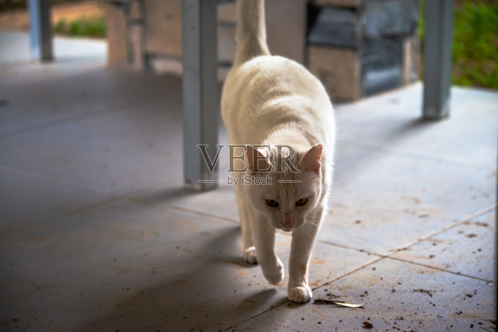 雪白的宁静:优雅的白猫照片摄影图片