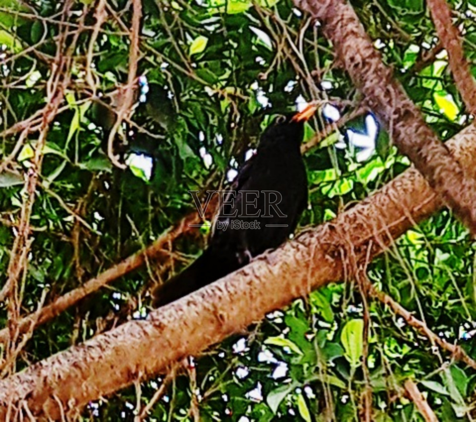 常见的黑鸟照片摄影图片