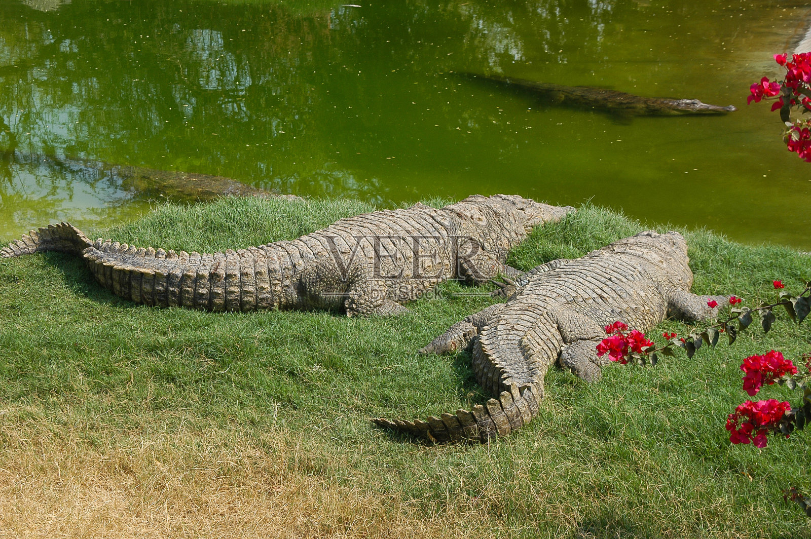 印度拉贾斯坦邦，河边的鳄鱼照片摄影图片