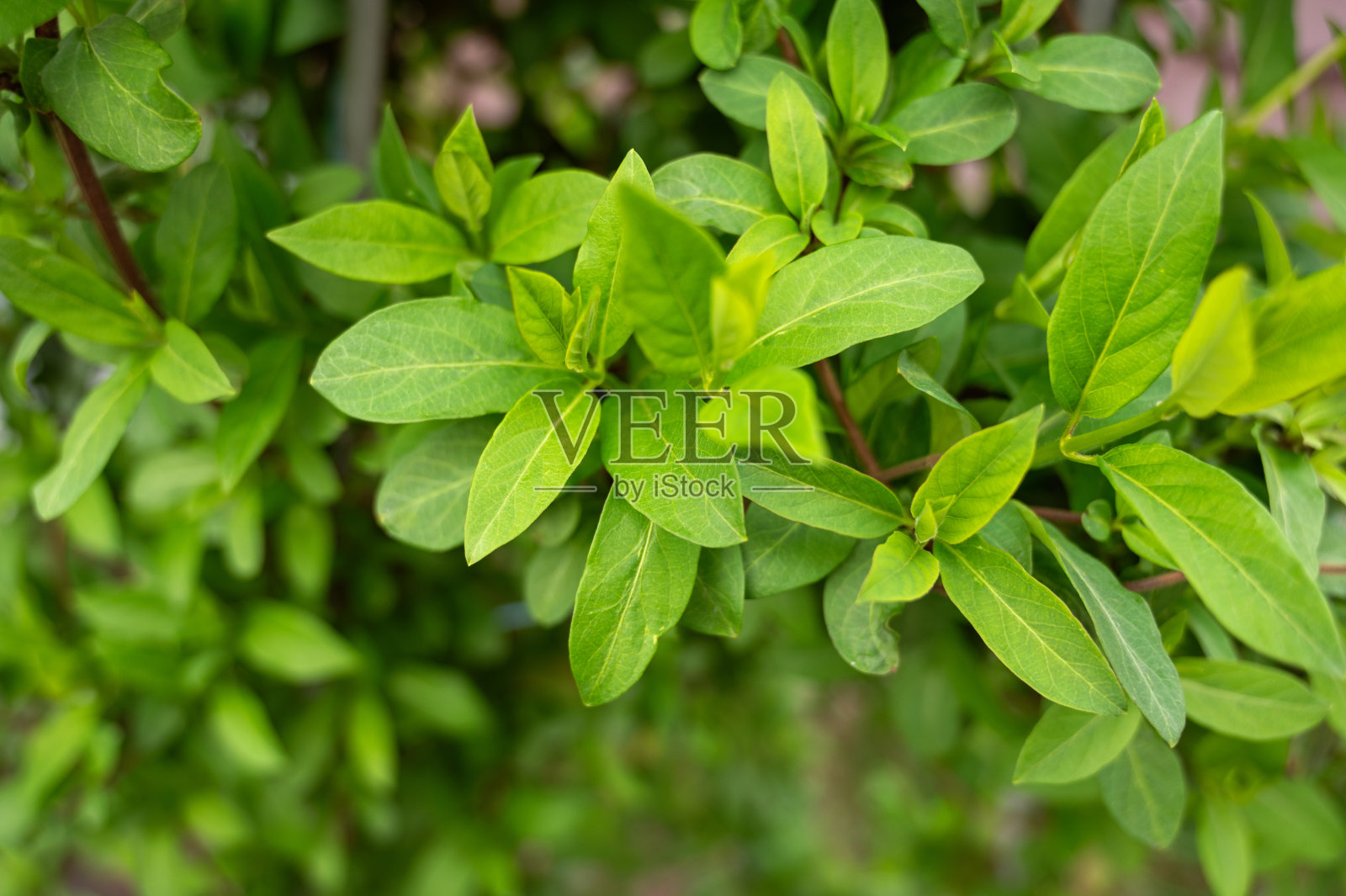 花园中绿叶的特写，选择性聚焦，浅景深。照片摄影图片