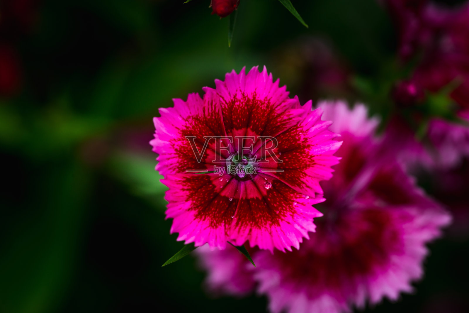 花园里盛开着粉红色的康乃馨。花园里的花照片摄影图片