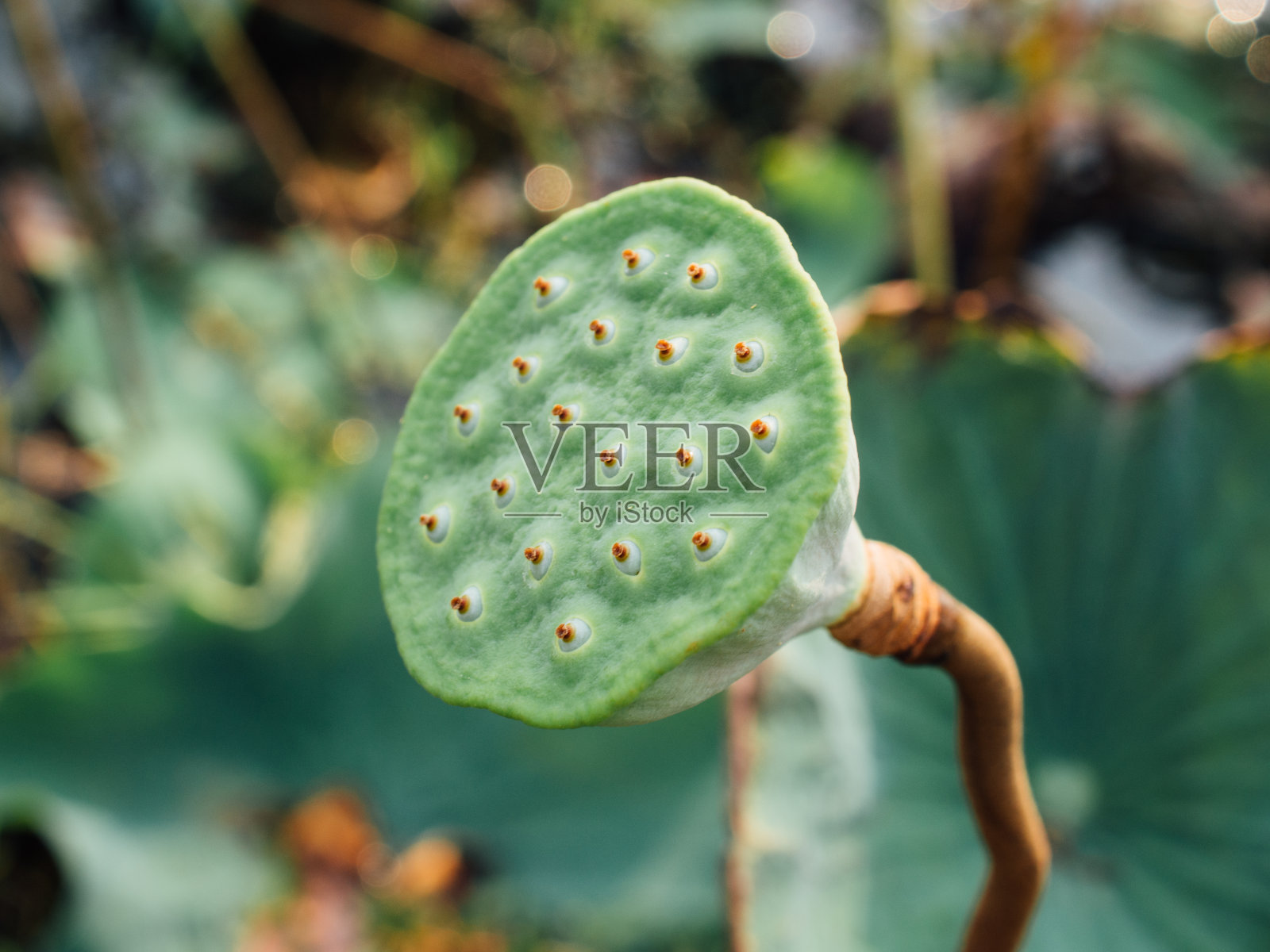 大自然中的莲花照片摄影图片