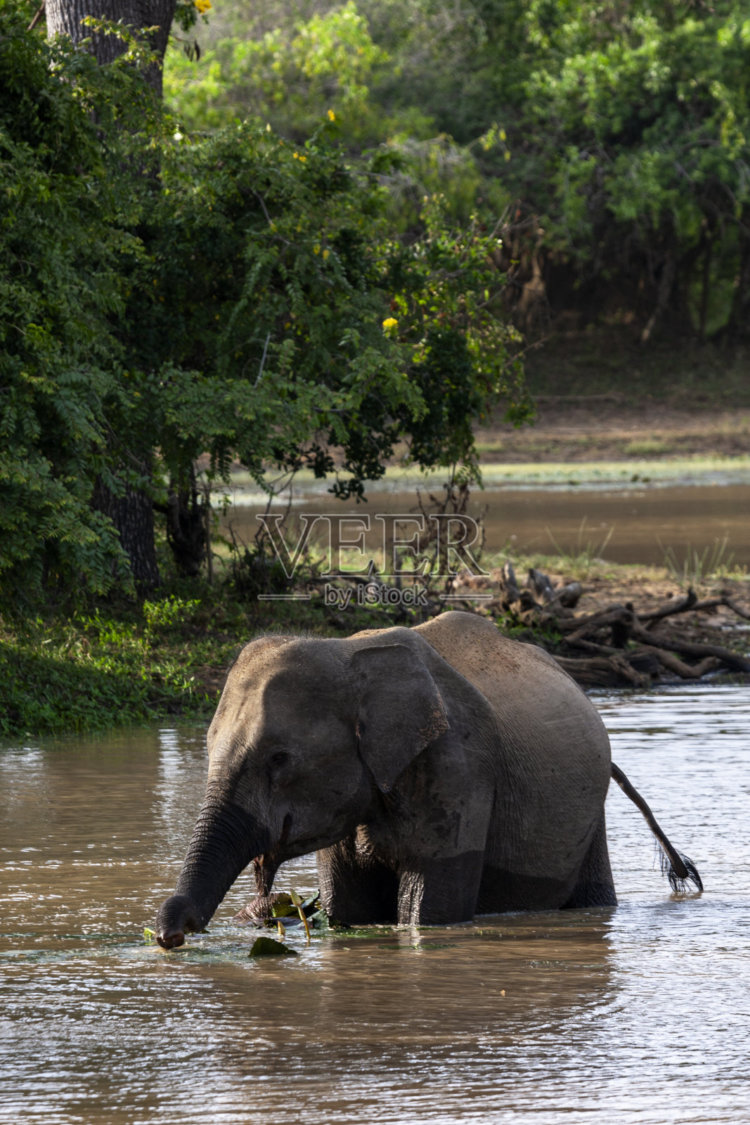 斯里兰卡大象在雅拉国家公园洗澡照片摄影图片