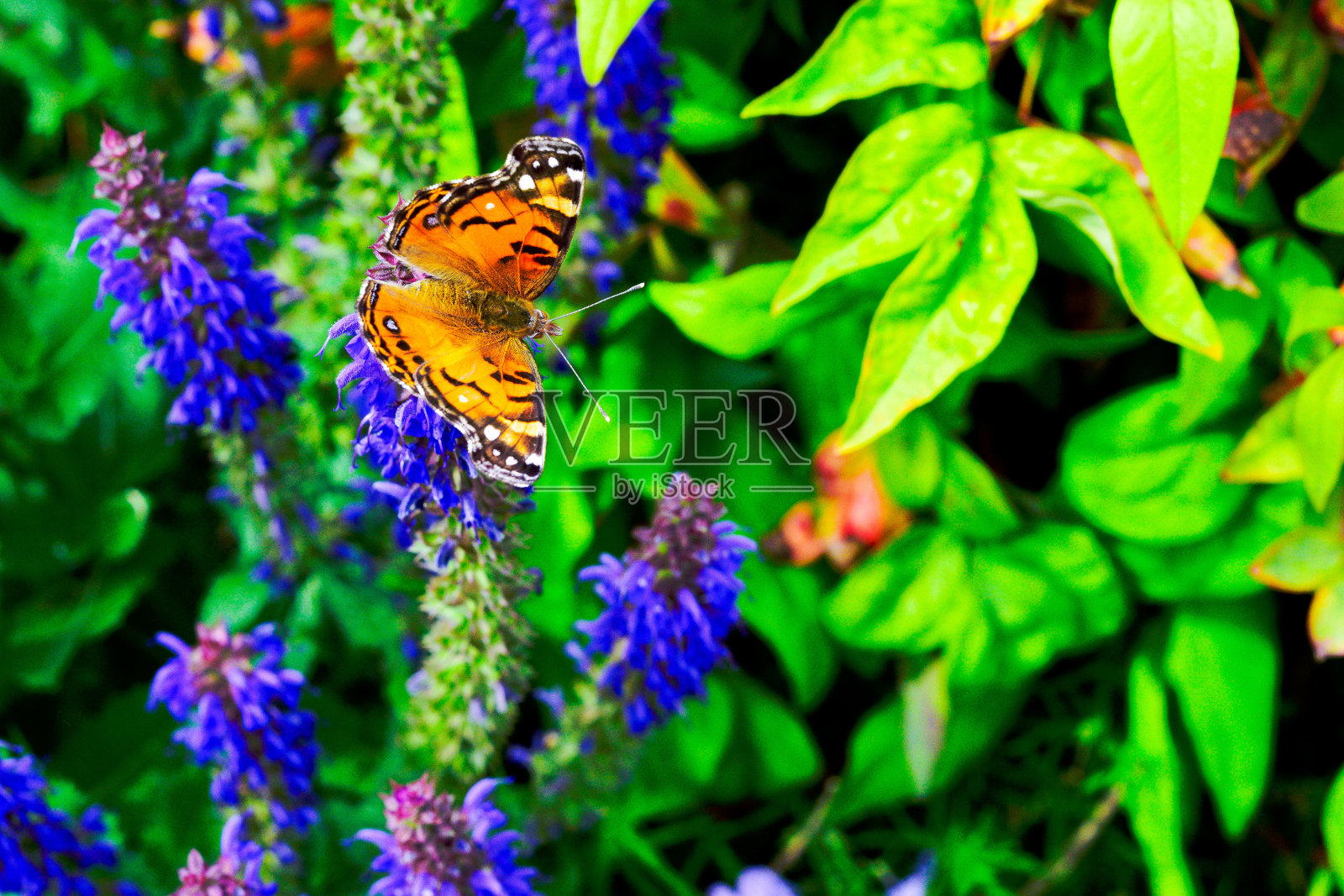 涂夫人照片摄影图片
