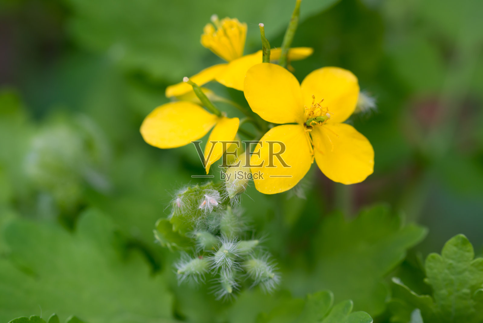 白屈菜，较大的白屈菜黄色花特写选择性聚焦照片摄影图片