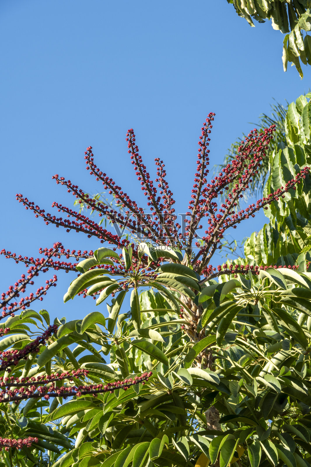 丰沙尔市位于葡萄牙马德拉岛照片摄影图片