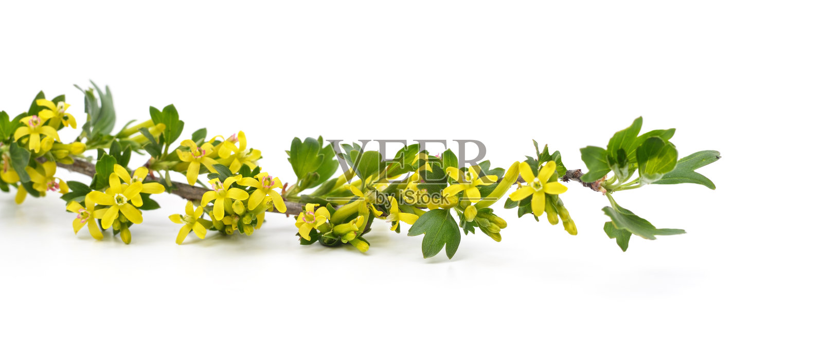 开黄花的小檗。照片摄影图片