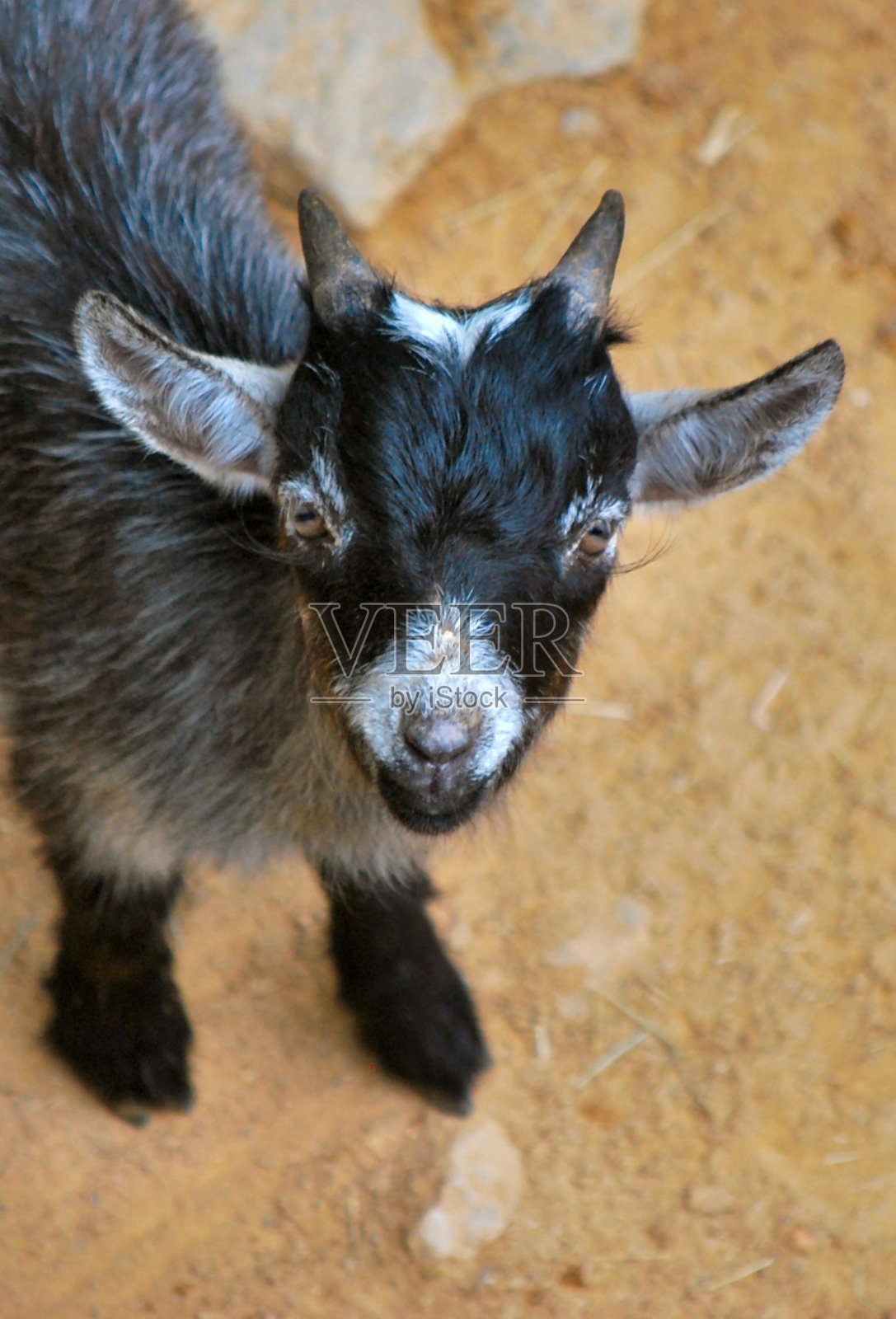 米兰达的哺乳动物。照片摄影图片