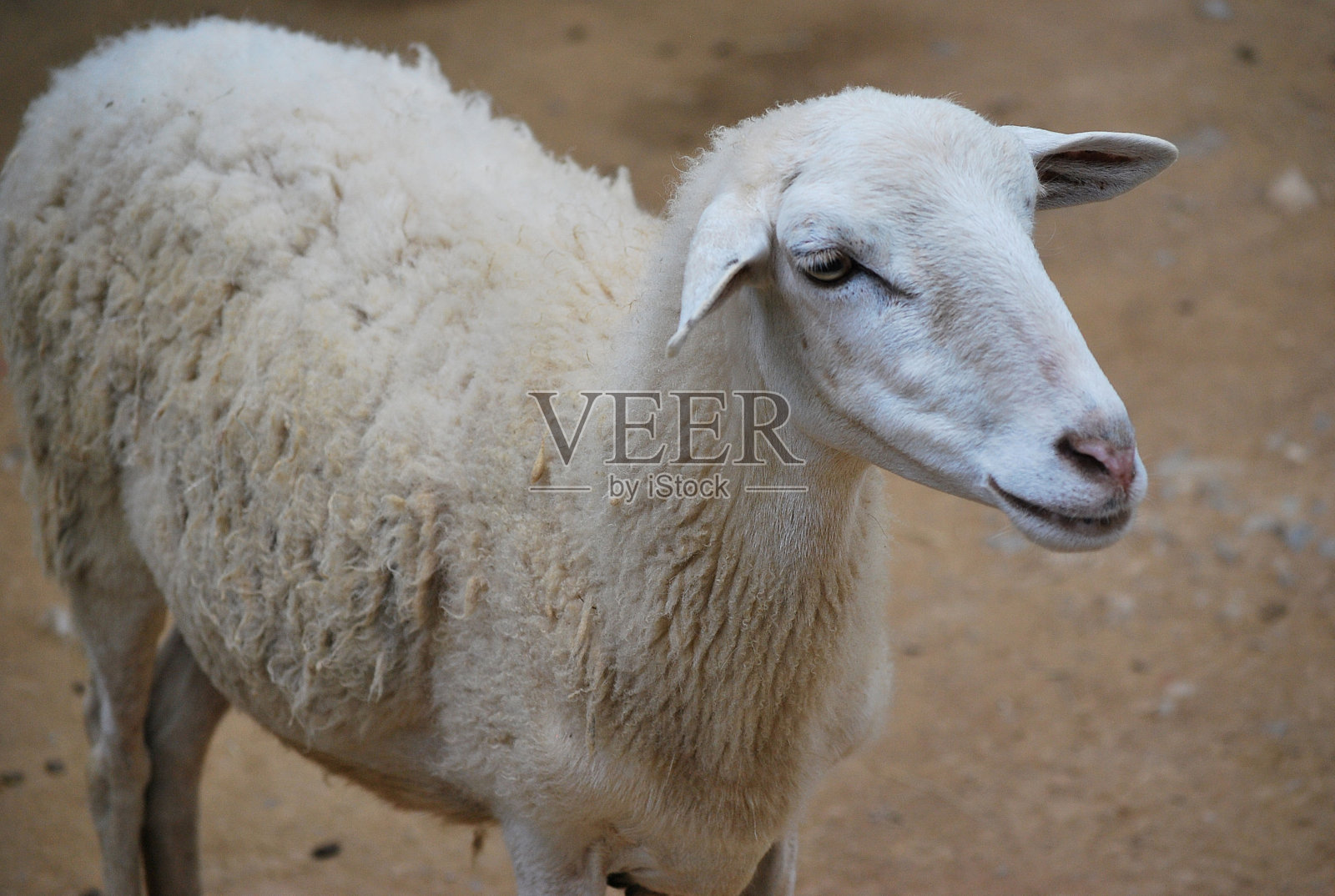 米兰达的哺乳动物。照片摄影图片