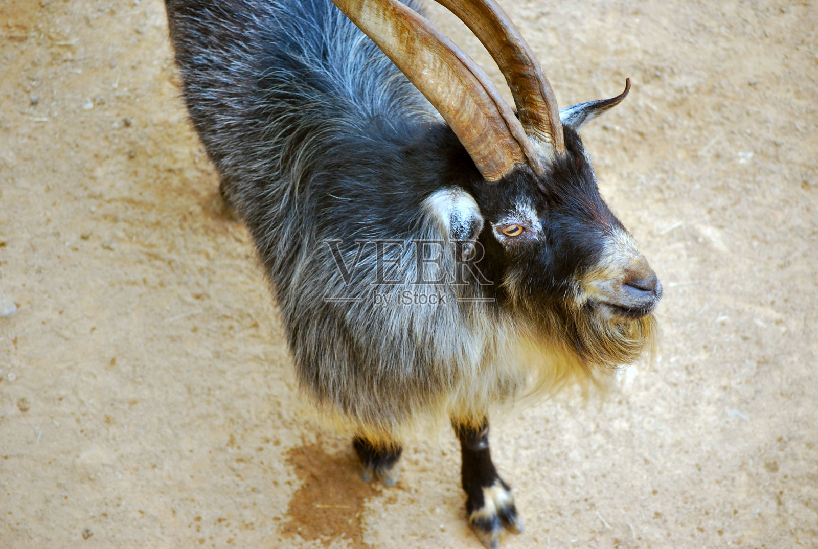 米兰达的哺乳动物。照片摄影图片