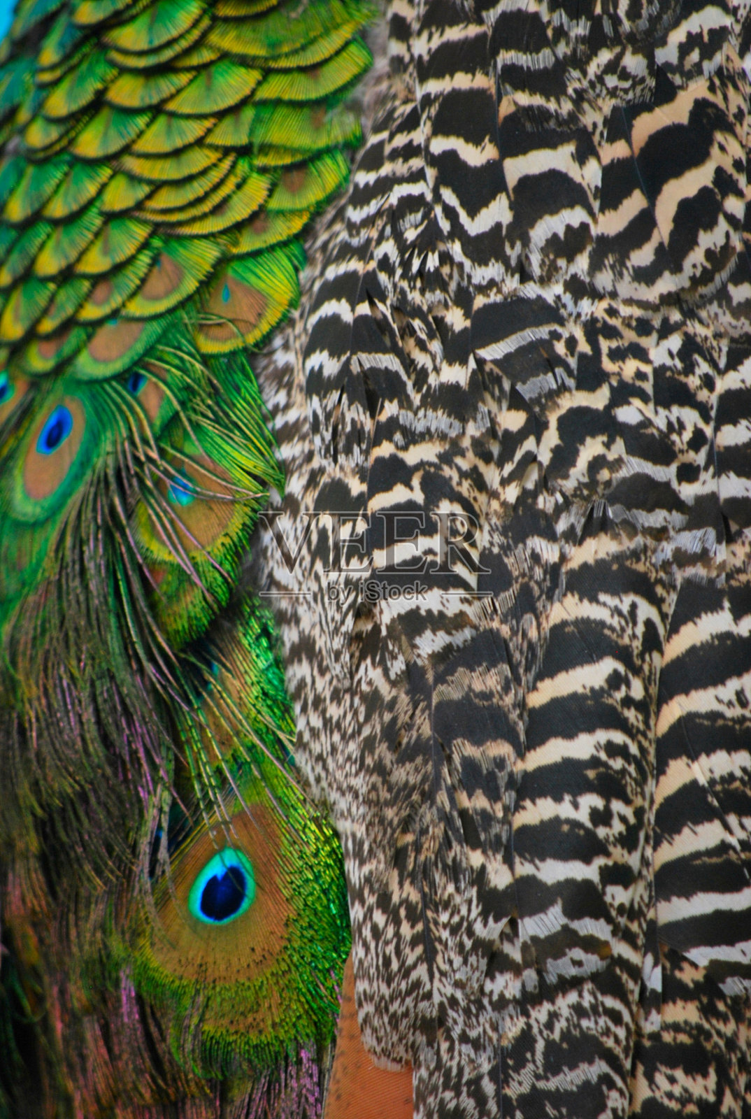 米兰达州的鸟类种类繁多。照片摄影图片