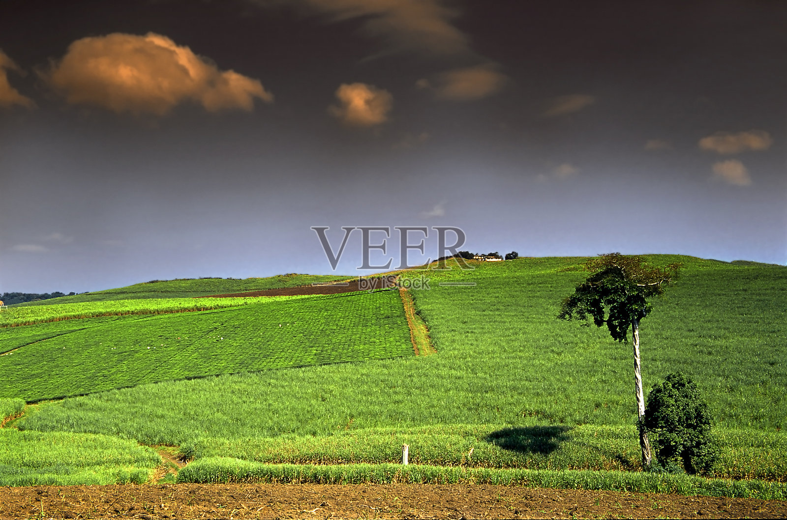 非洲乌干达金贾镇附近的茶园照片摄影图片