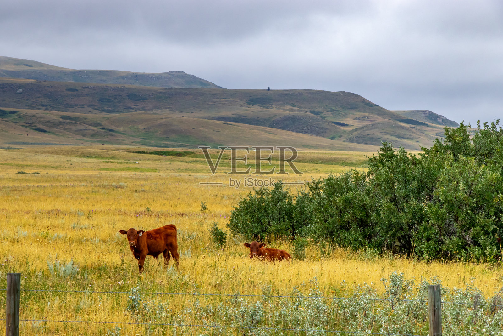 加拿大艾伯塔省柳溪的医学博士照片摄影图片