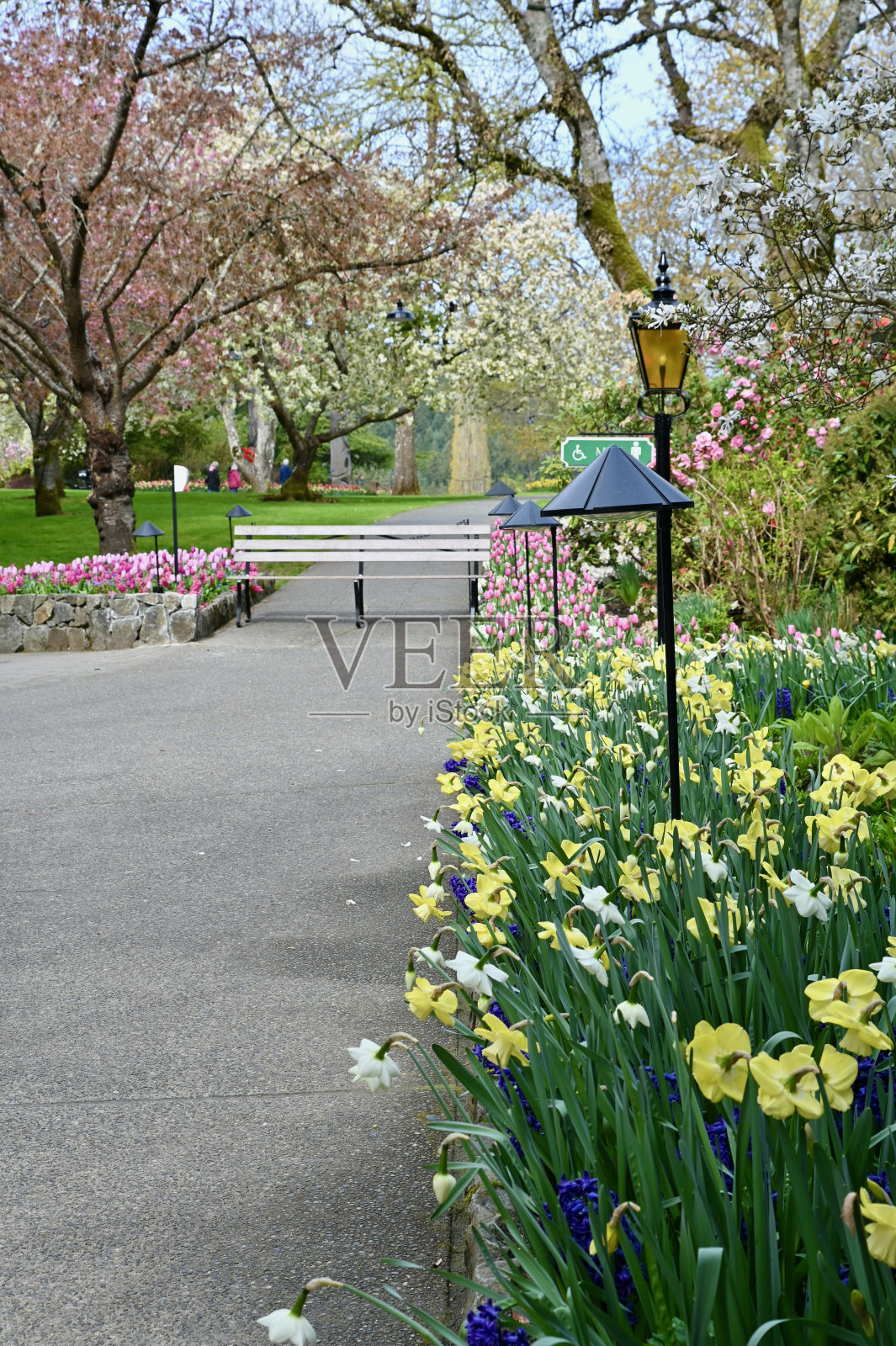 色彩缤纷的春天球茎盛开在美丽的公园花园的季节背景照片摄影图片