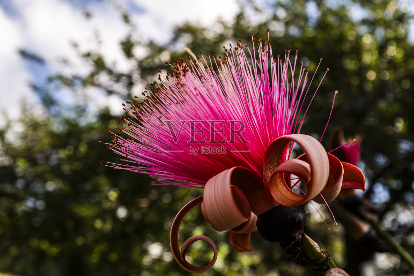 红色的花照片摄影图片