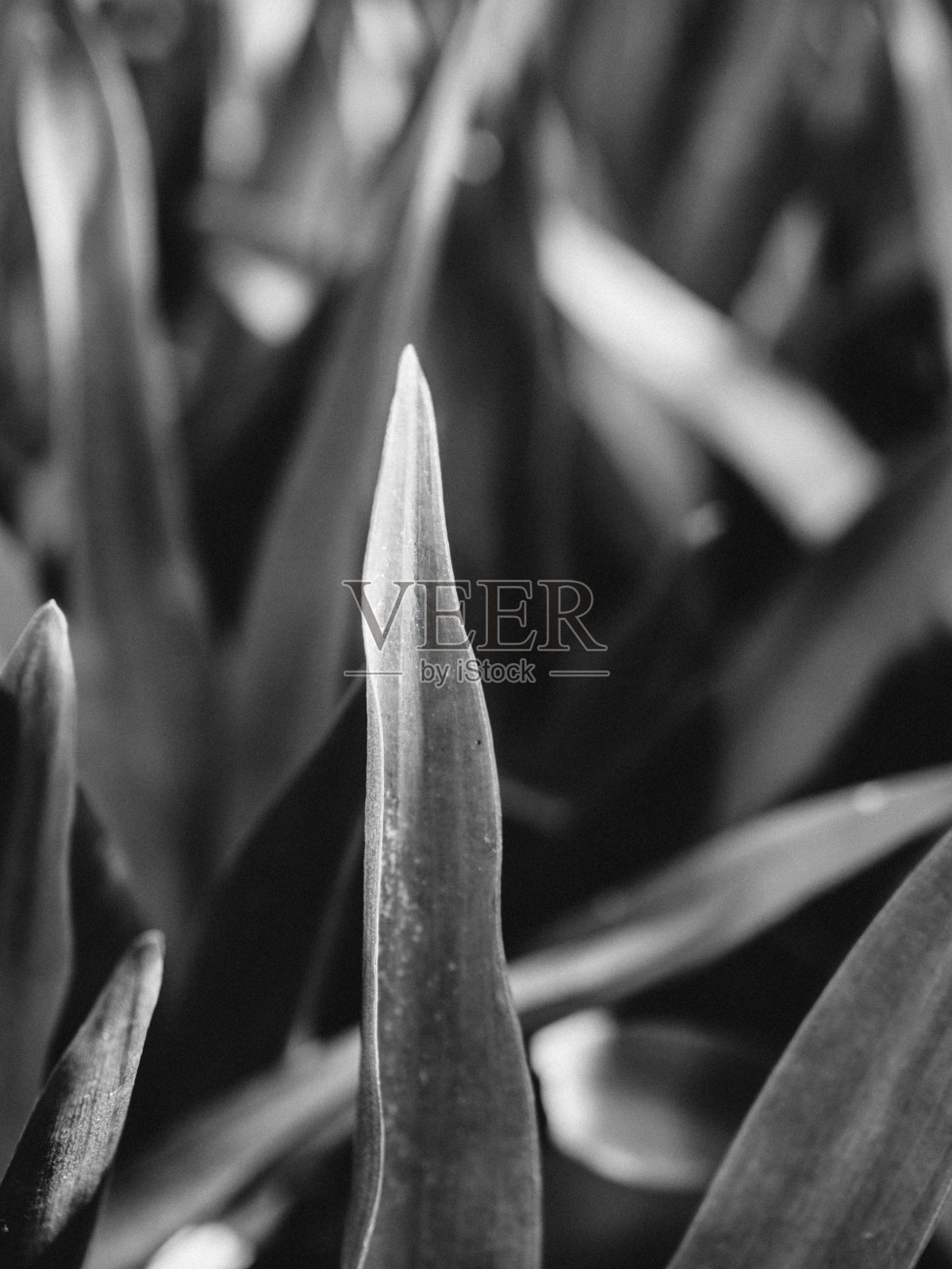 牡蛎莉莉照片摄影图片