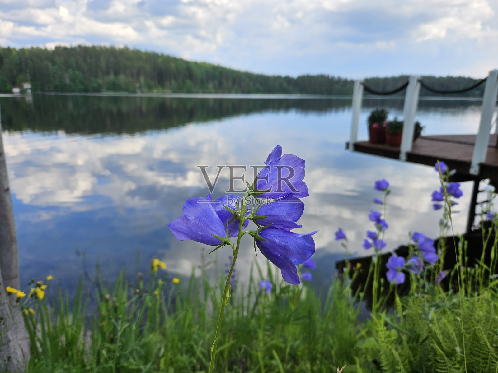 海滩上的风信子照片摄影图片